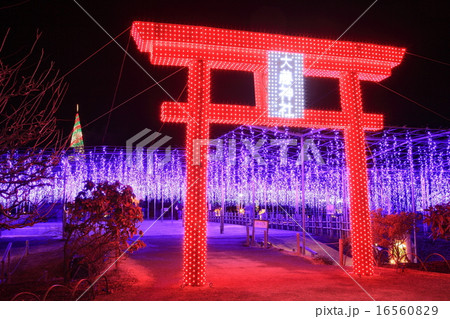 足利フラワーパーク イルミネーション 足利フラワーパーク イルミネーション 16560829