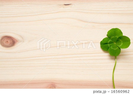 つないだ杉の板に置いた四つ葉 つないだ杉の板に置いた四つ葉 16560962