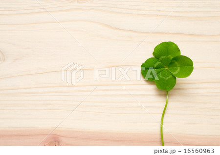 つないだ杉の板に置いた四つ葉 16560963