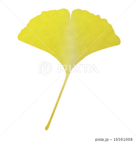 銀杏 水彩風 のイラスト素材