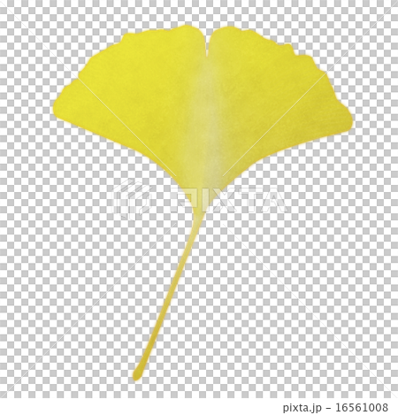 銀杏（水彩風格） 16561008