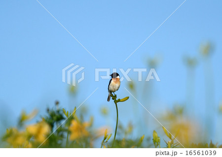 ノビタキ 16561039