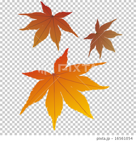 秋天的樹葉 16561054