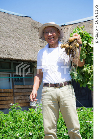 じゃが芋収穫を笑顔で田舎暮らしのシニア じゃが芋収穫を笑顔で田舎暮らしのシニア 16561105