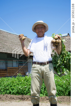 じゃが芋収穫を笑顔で田舎暮らしのシニア じゃが芋収穫を笑顔で田舎暮らしのシニア 16561108
