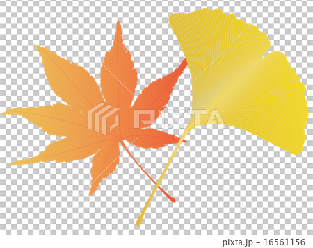 銀杏和紅葉 16561156