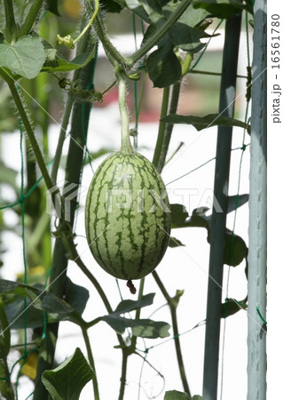 小玉すいかの鉢植え栽培の写真素材