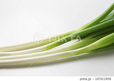 ねぎ 16561906