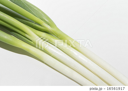 ねぎ ねぎ 16561917