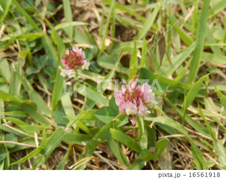 あかつめぐさ 16561918