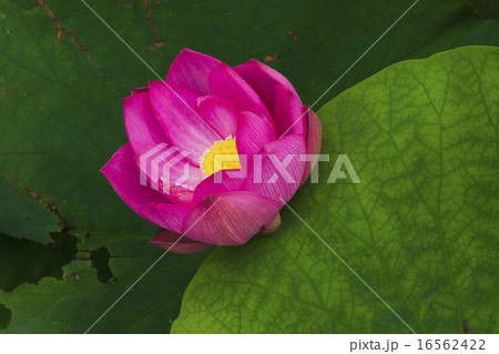 古代蓮 古代蓮 16562422