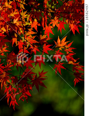 奈良唐招提寺の真っ赤な紅葉 16562497