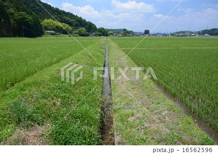 田園 田園 16562596
