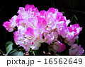 ブーゲンビリア 16562649