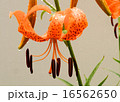オニユリ 16562650