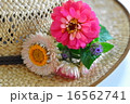 帽子の花 16562741
