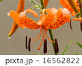 オニユリ 16562822