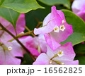 ブーゲンビリア 16562825