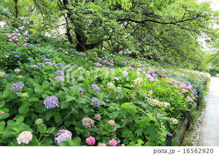 権現堂公園のアジサイ 16562920