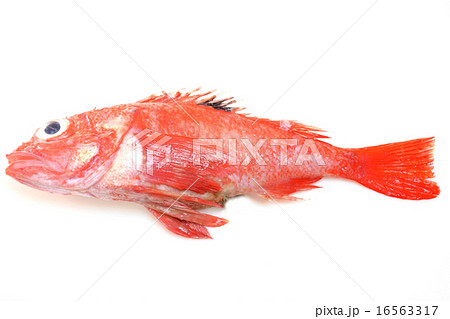 おいしそうなキンキ 16563317