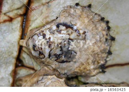 初夏の潮溜まりのカキ 16563425