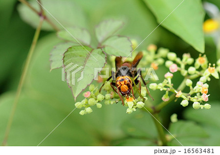 生き物 昆虫 コガタスズメバチ、顔はオオスズメバチにそっくりですが頭楯下の突起の数で見分けるそうです 生き物 昆虫 コガタスズメバチ、顔はオオスズメバチにそっくりですが頭楯下の突起の数で見分けるそうです 16563481