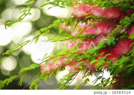 満開のヒネム 満開のヒネム 16563514