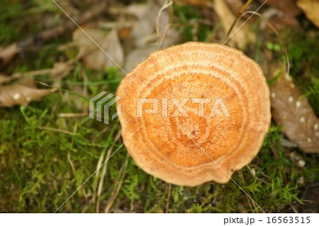 チョウジチチタケ チョウジチチタケ 16563515