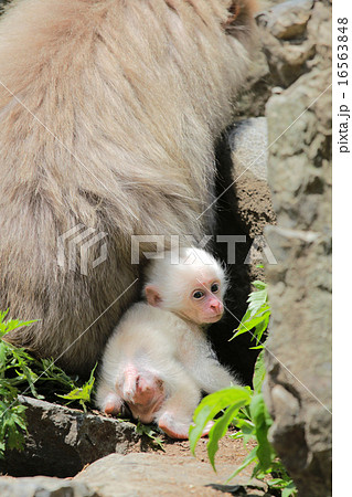 生後1ヶ月の白い猿の写真素材