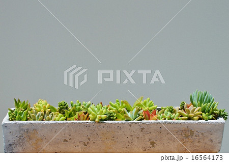 多肉植物の寄せ植え 16564173