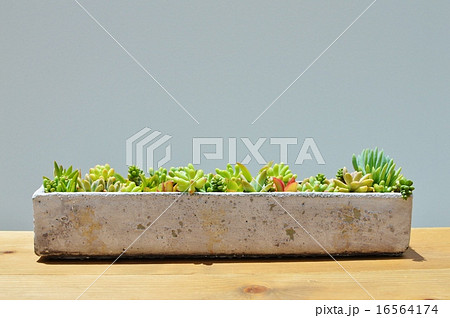 多肉植物の寄せ植え 16564174