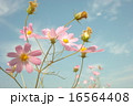 秋桜 16564408