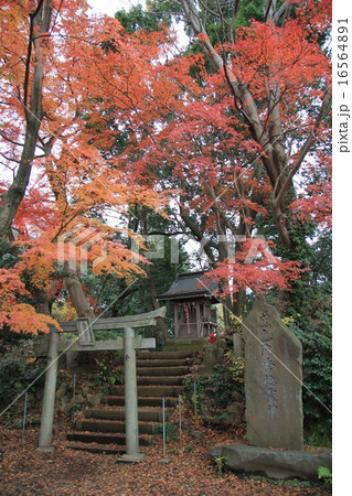 高尾山 16564891