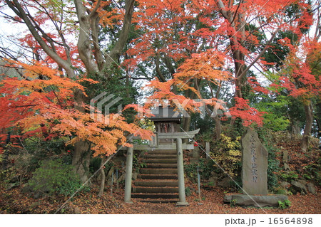 高尾山 高尾山 16564898