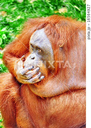 Orang Utan. Orang Utan. 16564927