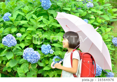 アジサイと小学生の女の子(梅雨) アジサイと小学生の女の子(梅雨) 16564976