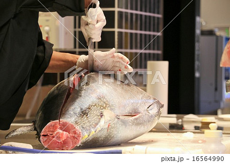 マグロ解体 16564990