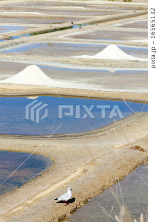 saline, Port des Salines, Oleron Island 16565132