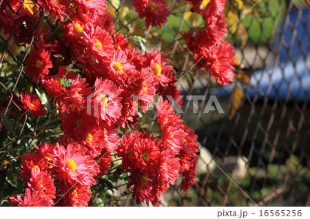 red autumn flowers 16565256