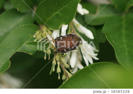 イボタノキの花粉を食べるコアオハナムグリ褐色型 16565326