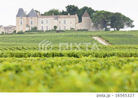 vineyard and Chateau d'Yquem, Sauternes, France 16565327