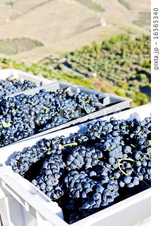 wine harvest, Douro Valley, Portugal 16565340