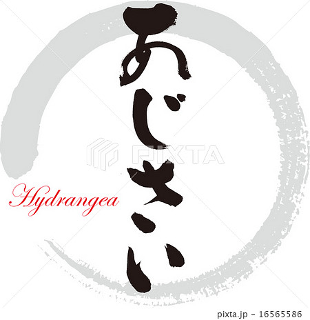 あじさい 16565586