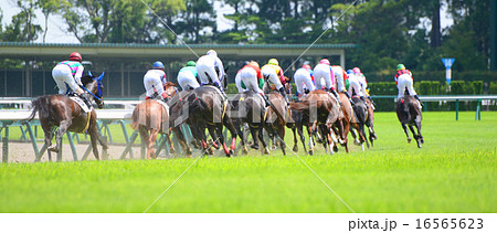 競走馬 競走馬 16565623