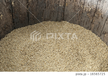 Barley grain in old barrel 16565725