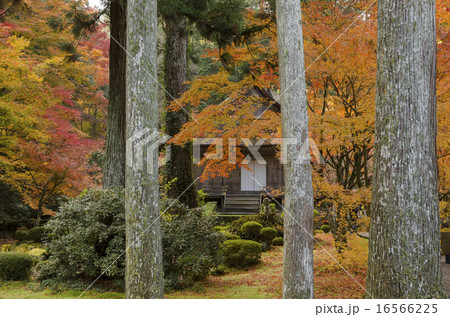京都大原　三千院の紅葉 16566225
