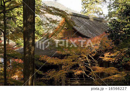 京都大原　三千院の紅葉 16566227