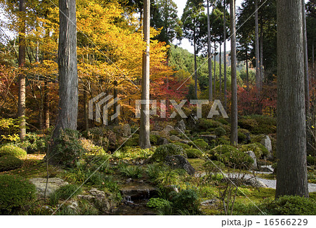 京都大原　三千院の紅葉 16566229