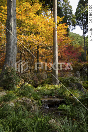 京都大原　三千院の紅葉 16566230