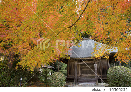 京都大原　法華堂の紅葉 16566233